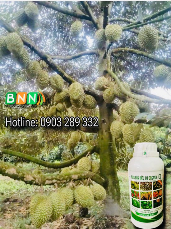 Cây sầu riêng 14