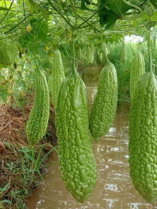 Hình ảnh cây trồng 5